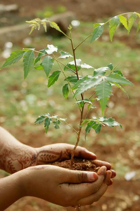  Easy way to grow Ashok tree