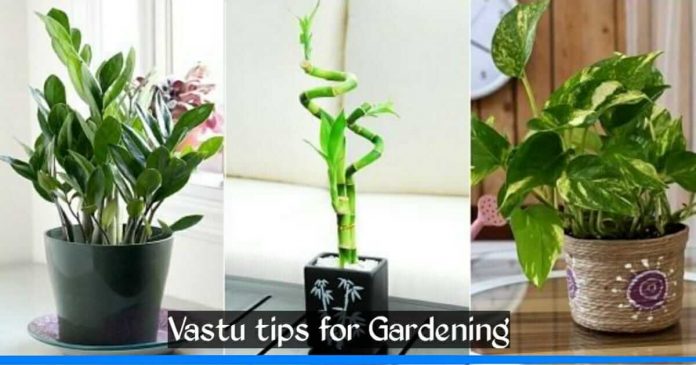 Vastu tips for gardening