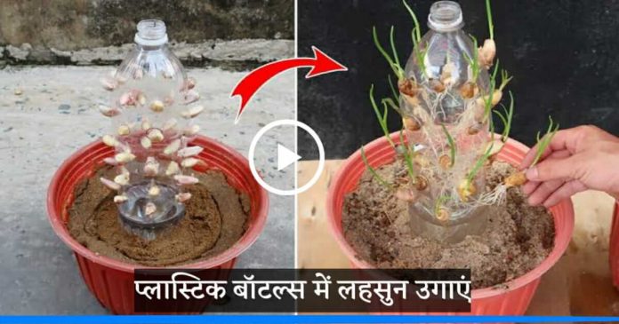 grow garlic in plastic bottles