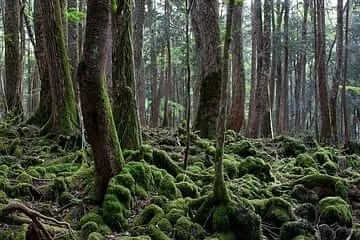 Know about these ten horrible forests