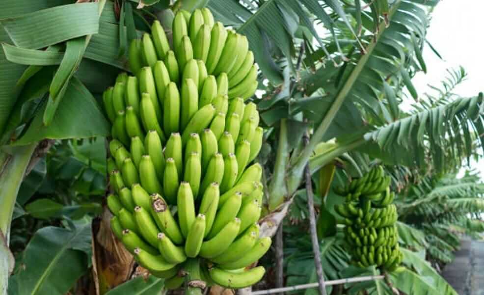 Know the details of Banana farming