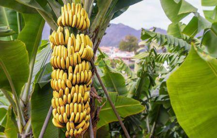Know the details of Banana farming