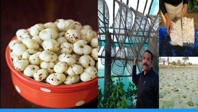 Chhattisgarh farmers are doing farming of super food Makhana