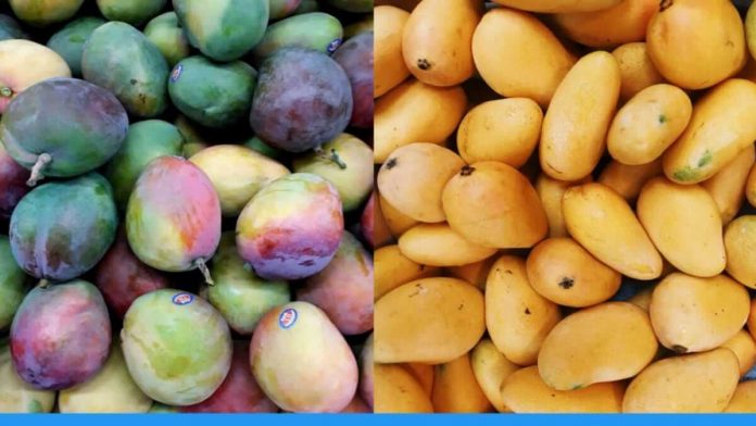 121 varieties of mangoes on a single mango tree in Uttar Pradesh