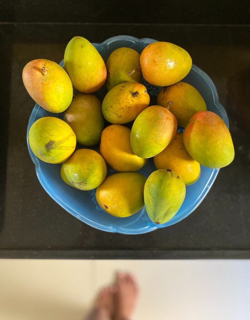 121 varieties of mangoes on a single mango tree in Uttar Pradesh