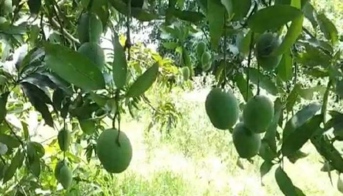 121 varieties of mangoes on a single mango tree in Uttar Pradesh