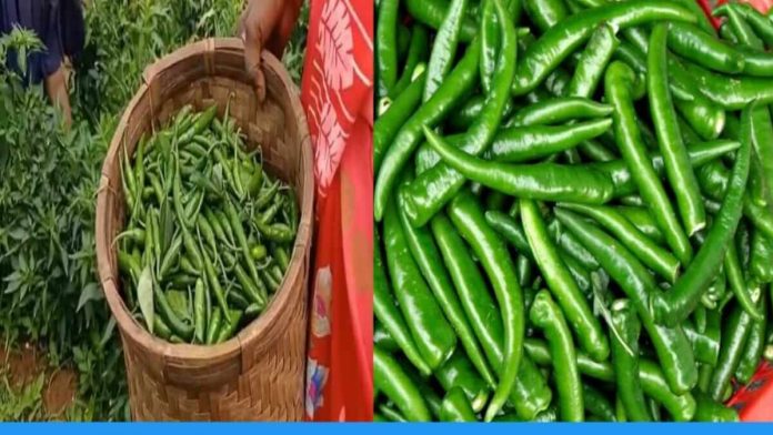 Balrampur farmers are doing chilli cultivation