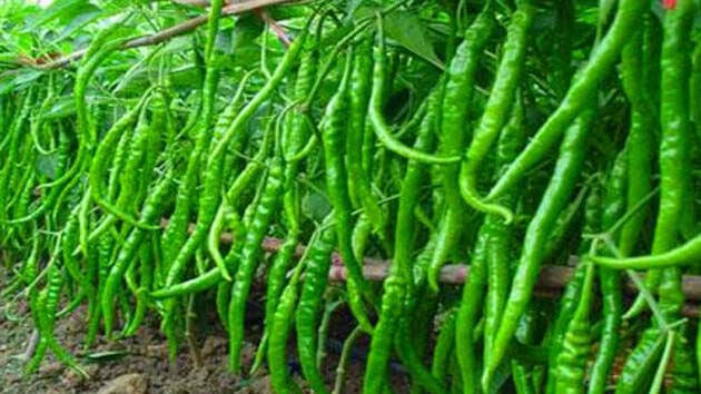 Balrampur farmers are doing chilli cultivation