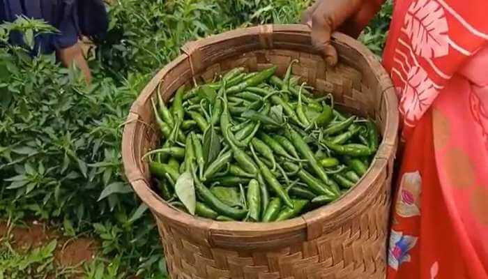 Balrampur farmers are doing chilli cultivation