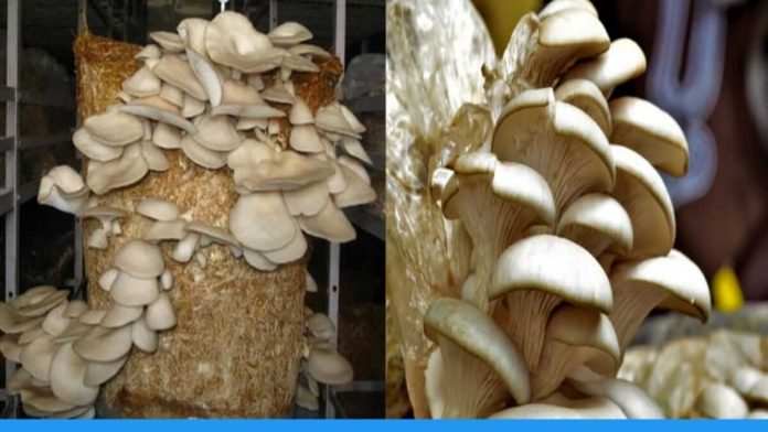 know the steps for mushroom cultivation