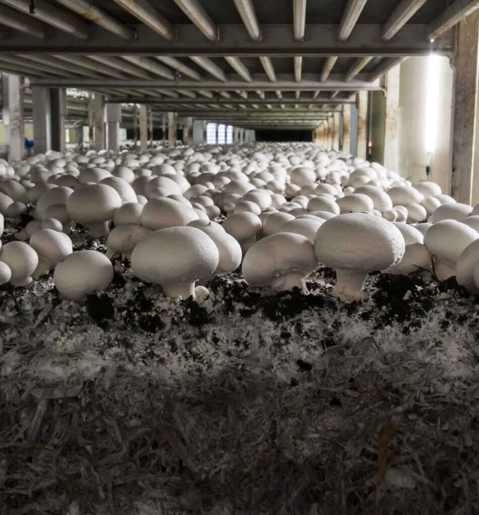 know the steps for mushroom cultivation