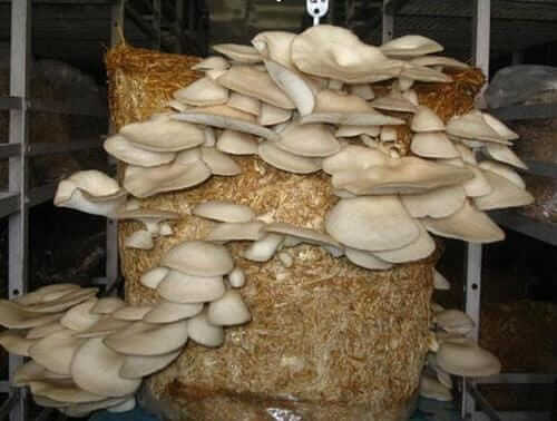 Mushroom Girl Diwya Rawat earn lakhs by Mushroom Cultivation