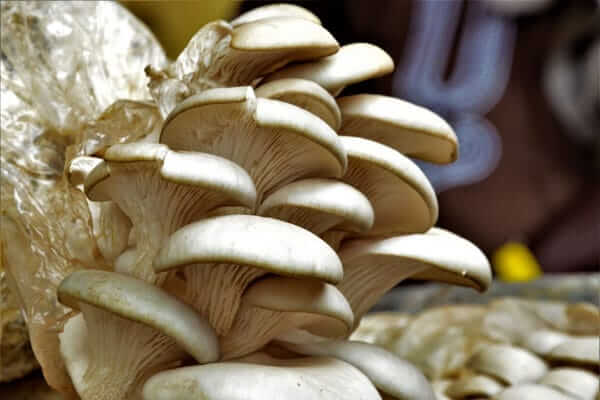 Mother son duo earning 40 thousand rupees per day by mushroom farming