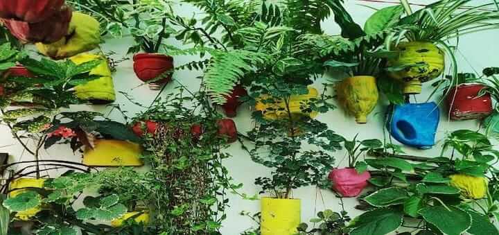 Sakshi Bhardwaj from Bhopal makes mini forest at home with 4000 plants