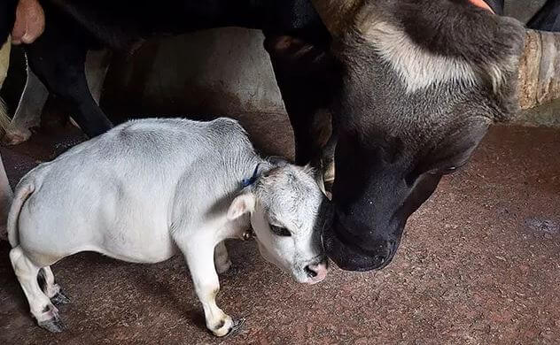 world's smallest cow rani from Bangladesh