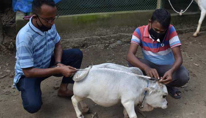 world's smallest cow rani from Bangladesh