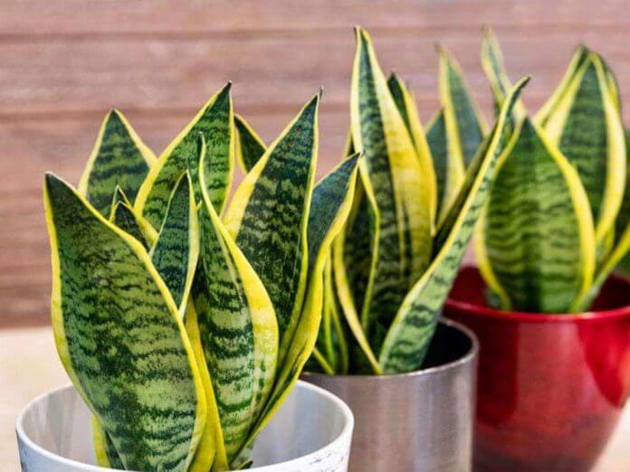 know about oxygen giving indoor plants