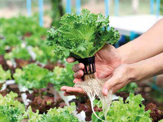 Know about Hydroponic Farming