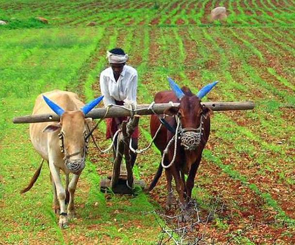 Vegetable Farming By Chandan Kumar from Odisha