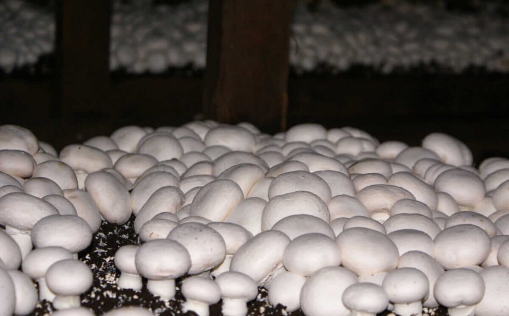 Manoj Kumar from Nawada Bihar is earning 25 lakhs per year through Mushroom Farming