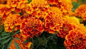  Marigold flowers plants