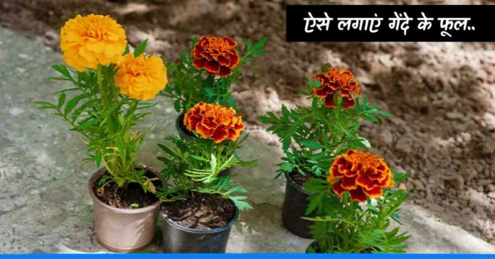 Marigold flowers plants