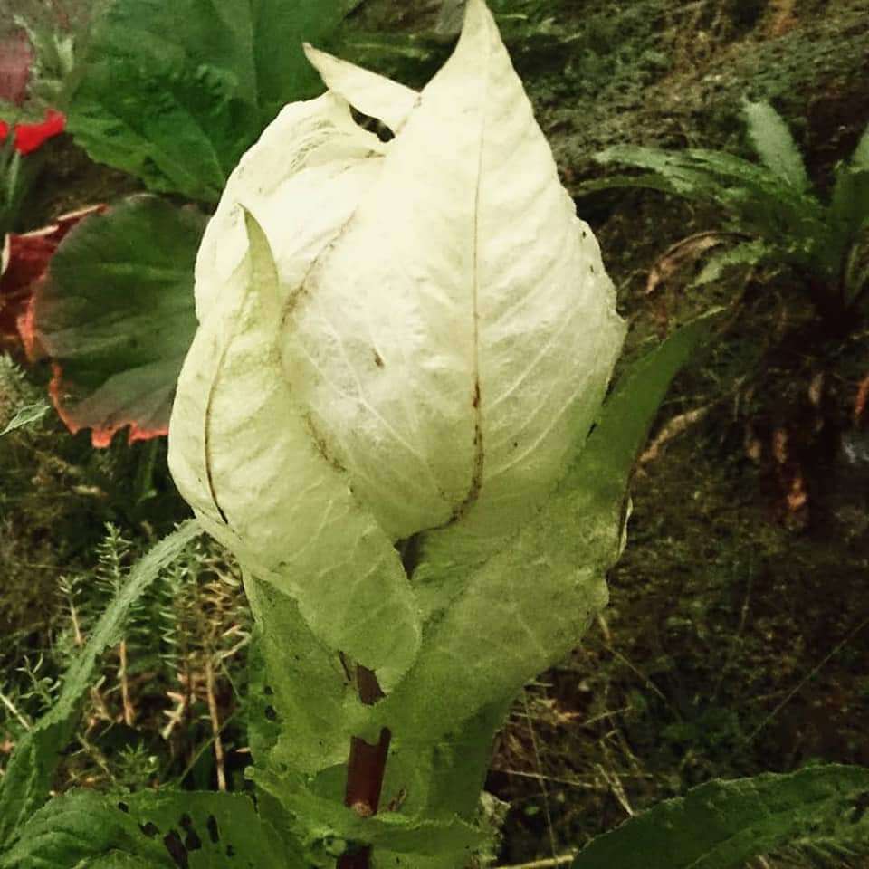  brahmakamal flower