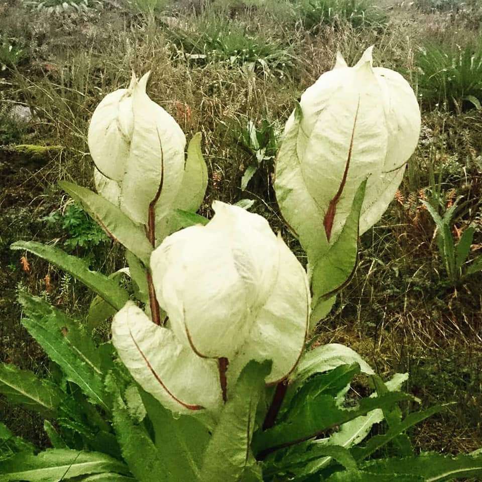 brahmakamal flower