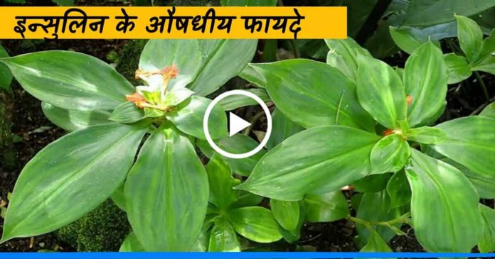 Herbal insulin plants for diabetes patients