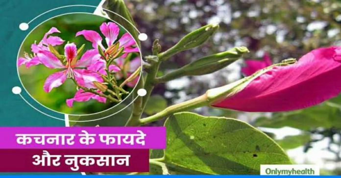 Health benefits of kachnar tree