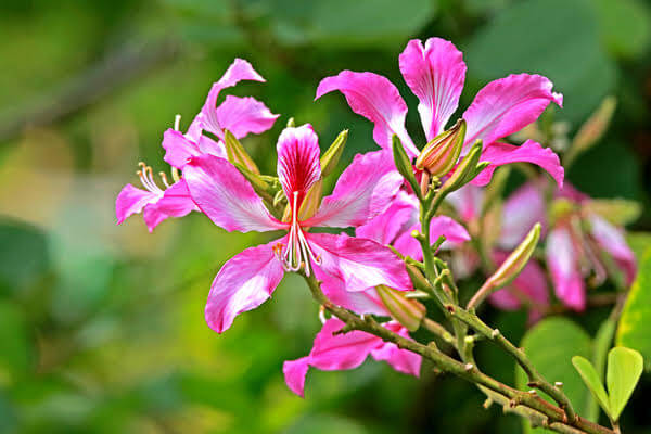  kachnar Flower