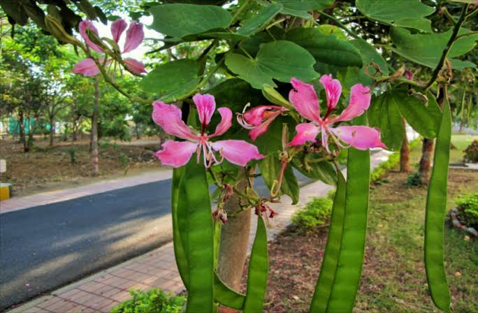 Health benefits of kachnar tree