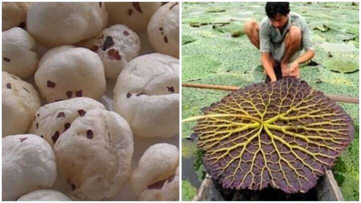 know the facts behind the cultivation of makhana