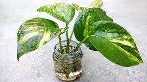 Grow money plant at home