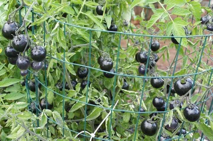 Black tomatoes farming