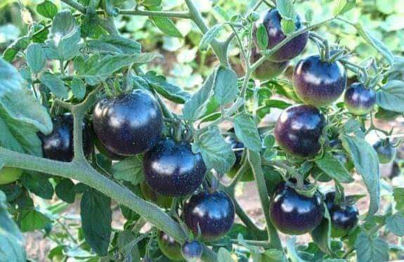 Black tomatoes farming