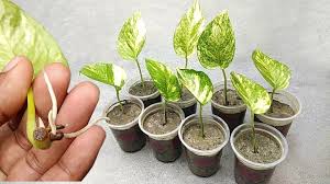 Grow money plant at home