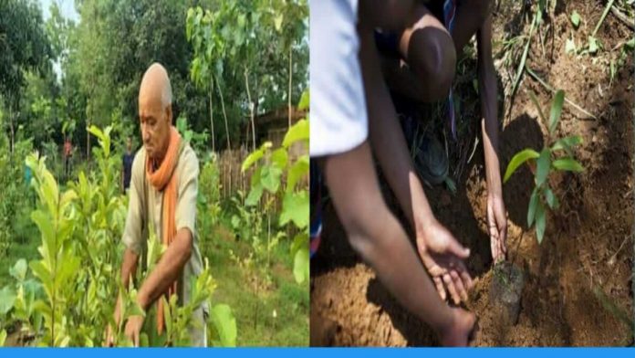 anand kishore mishra from Jamui Bihar plants more than five thousand trees in his village