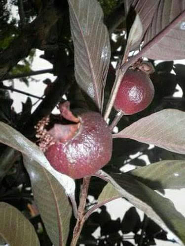 farming of black guava in Bihar agriculture university