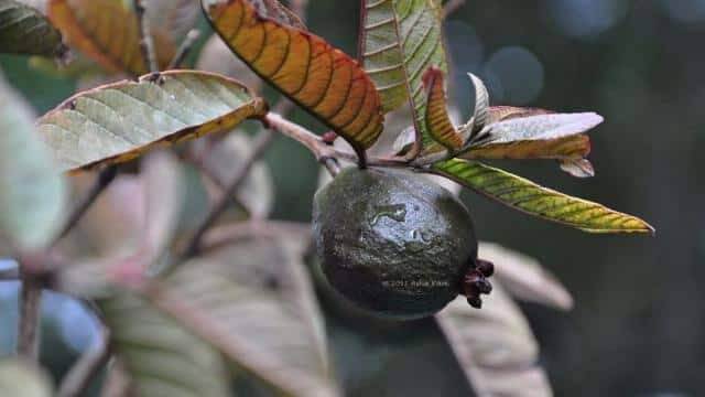 farming of black guava in Bihar agriculture university