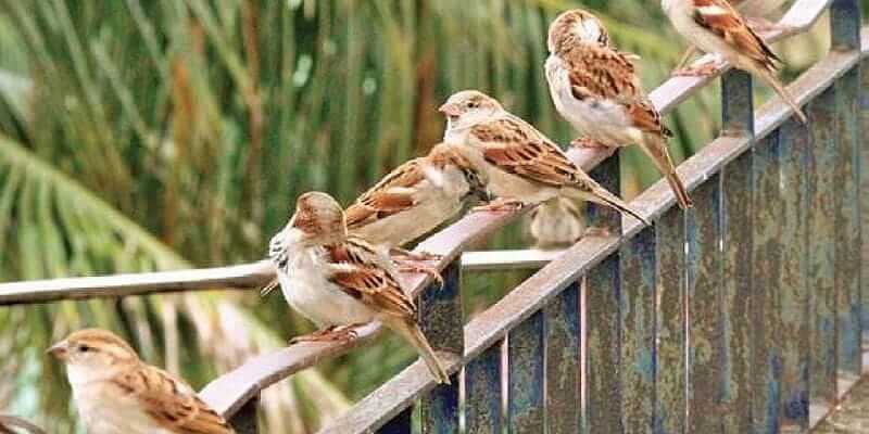 sanjay kumar from patna is known as sparrow man as he is working for conserving sparrows