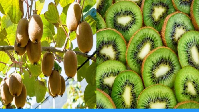 know the benefits of kiwi fruit