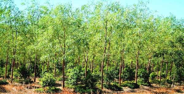 rupram from hajipur is doind sandalwood farming