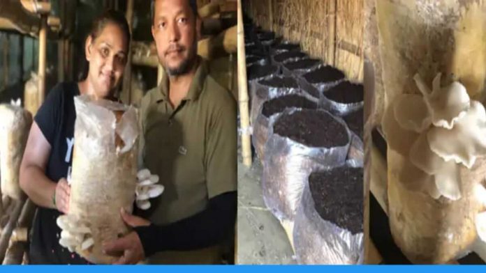 after leaving job due to Covid this couple visits india and starts doing Mushroom Farming