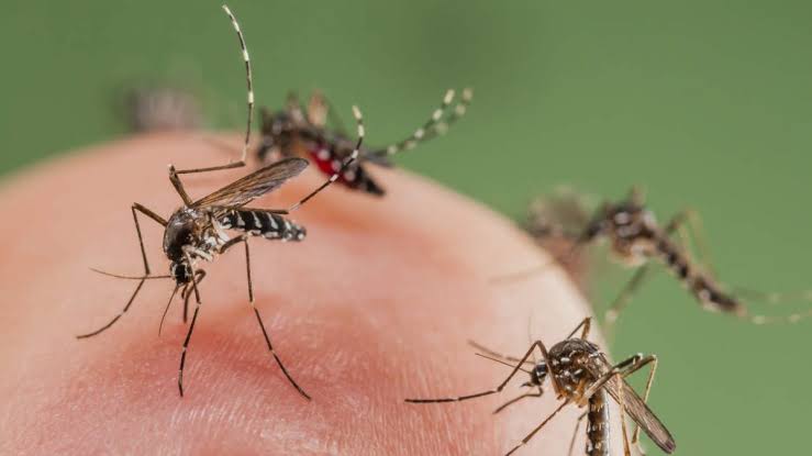 prepare natural mosquito repellent at home from herbal products