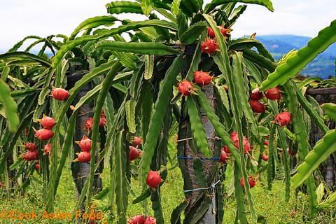 dragon fruit 