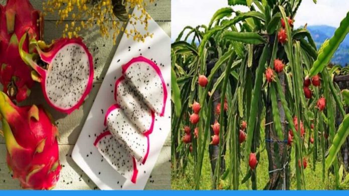 dragon fruit farming methods by Ramesh Makwana