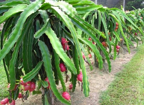 dragon fruit farming methods by Ramesh Makwana