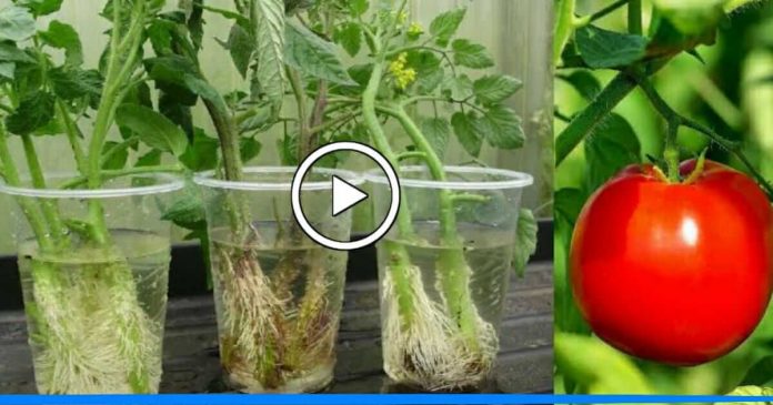learn how to Grow tomato with Hydroponic method