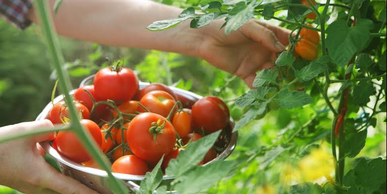 learn how to Grow tomato with Hydroponic method